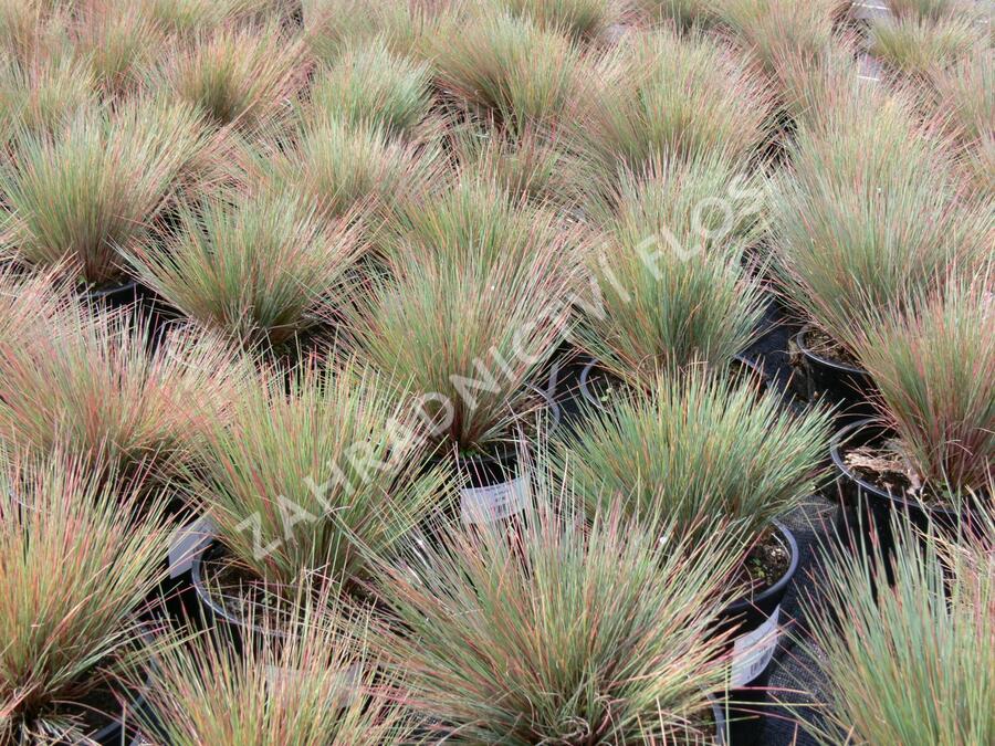 Paličkovec šedavý 'Spiky Blue' - Corynephorus canescens 'Spiky Blue'