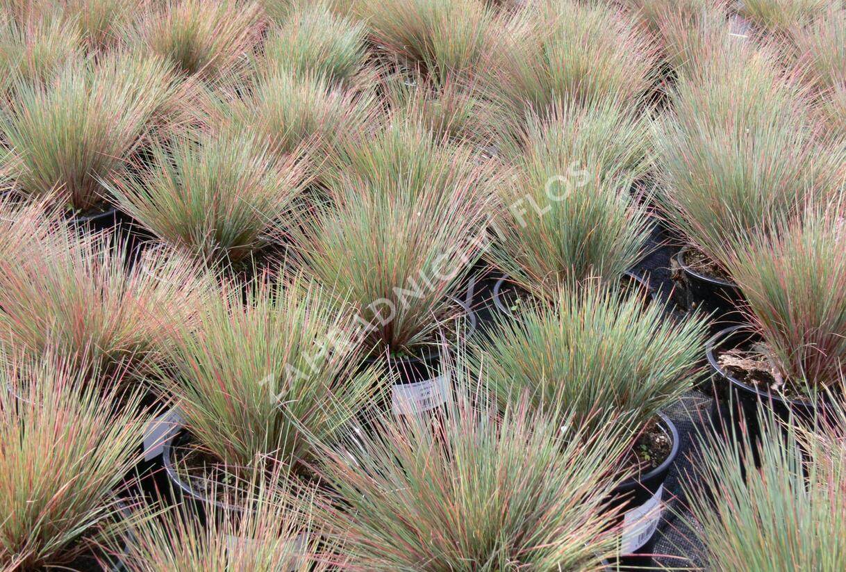 Paličkovec šedavý 'Spiky Blue' - Corynephorus canescens 'Spiky Blue'
