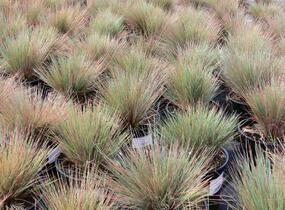 Paličkovec šedavý 'Spiky Blue' - Corynephorus canescens 'Spiky Blue'