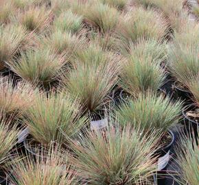 Paličkovec šedavý 'Spiky Blue' - Corynephorus canescens 'Spiky Blue'