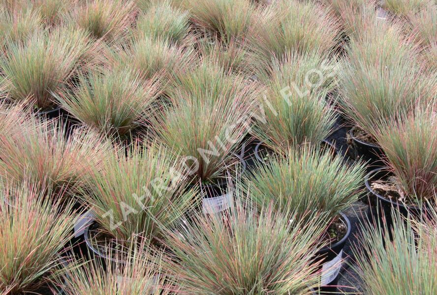 Paličkovec šedavý 'Spiky Blue' - Corynephorus canescens 'Spiky Blue'