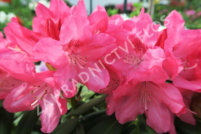 Pěnišník 'Sneezy' - Rhododendron (Y) 'Sneezy'