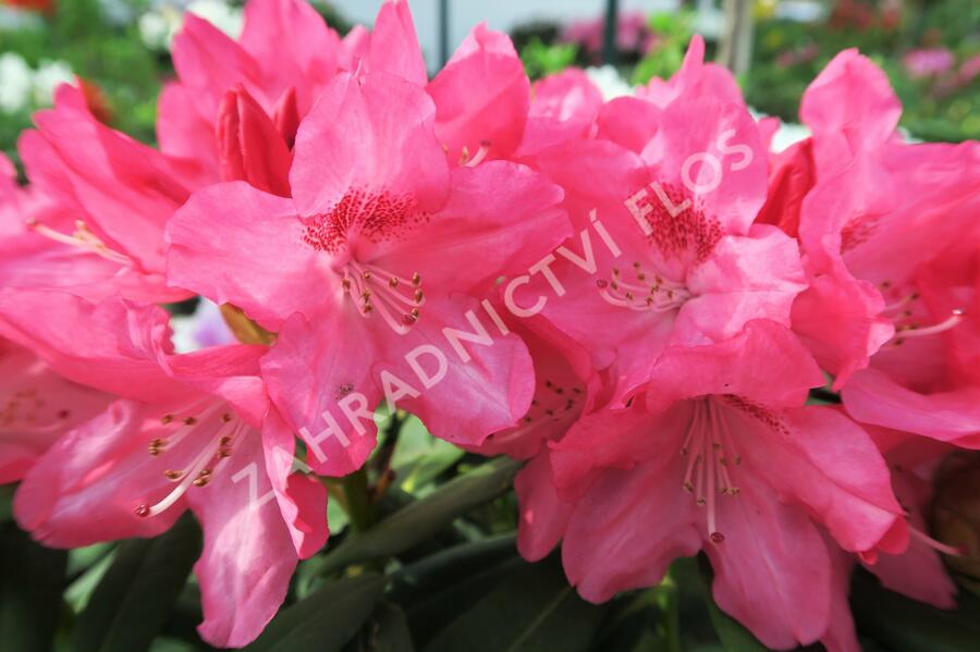 Pěnišník 'Sneezy' - Rhododendron (Y) 'Sneezy'