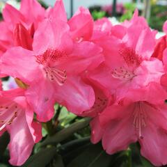 Pěnišník 'Sneezy' - Rhododendron (Y) 'Sneezy'