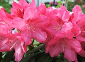 Pěnišník 'Sneezy' - Rhododendron (Y) 'Sneezy'