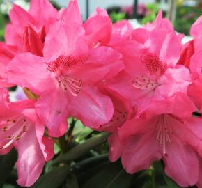 Pěnišník 'Sneezy' - Rhododendron (Y) 'Sneezy'