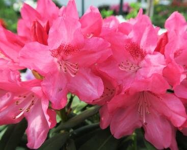 Pěnišník 'Sneezy'