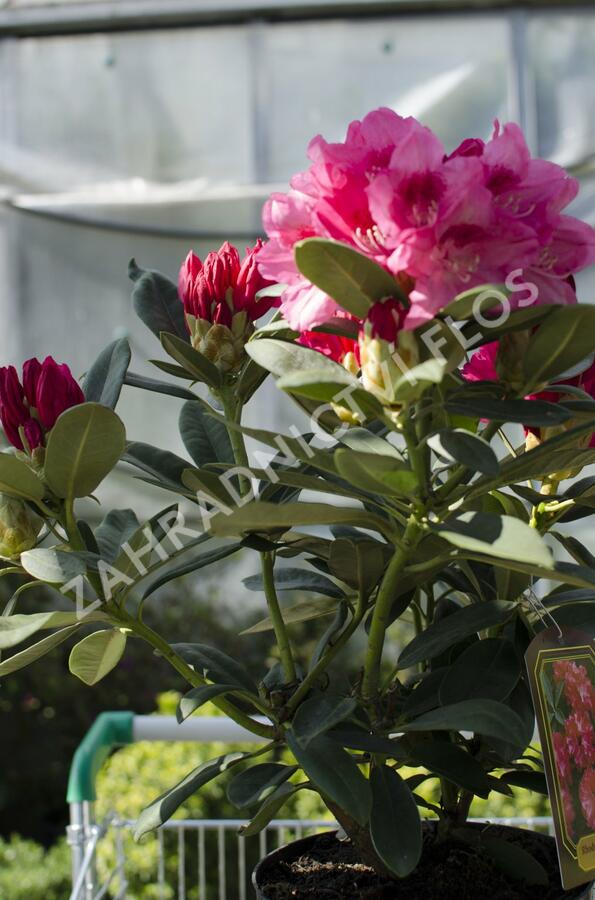 Pěnišník 'Sneezy' - Rhododendron (Y) 'Sneezy'