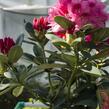 Pěnišník 'Sneezy' - Rhododendron (Y) 'Sneezy'