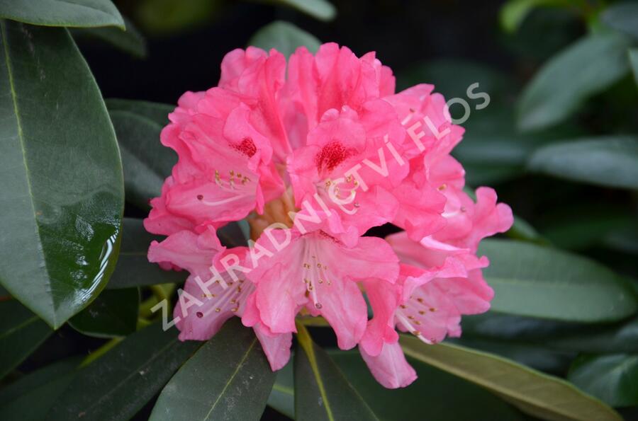 Pěnišník 'Sneezy' - Rhododendron (Y) 'Sneezy'