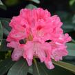 Pěnišník 'Sneezy' - Rhododendron (Y) 'Sneezy'