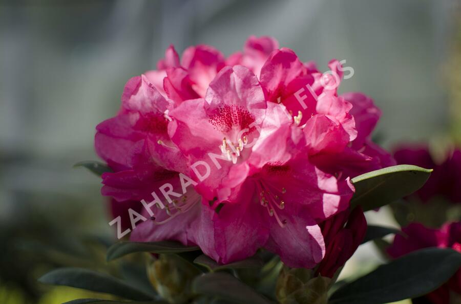 Pěnišník 'Sneezy' - Rhododendron (Y) 'Sneezy'