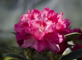 Pěnišník 'Sneezy' - Rhododendron (Y) 'Sneezy'