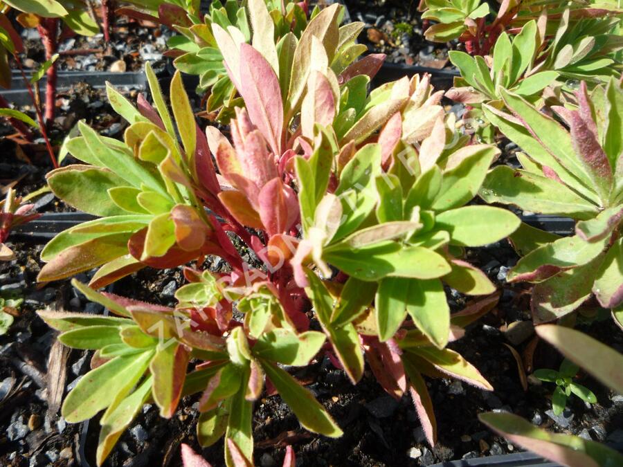 Pryšec - Euphorbia martinii