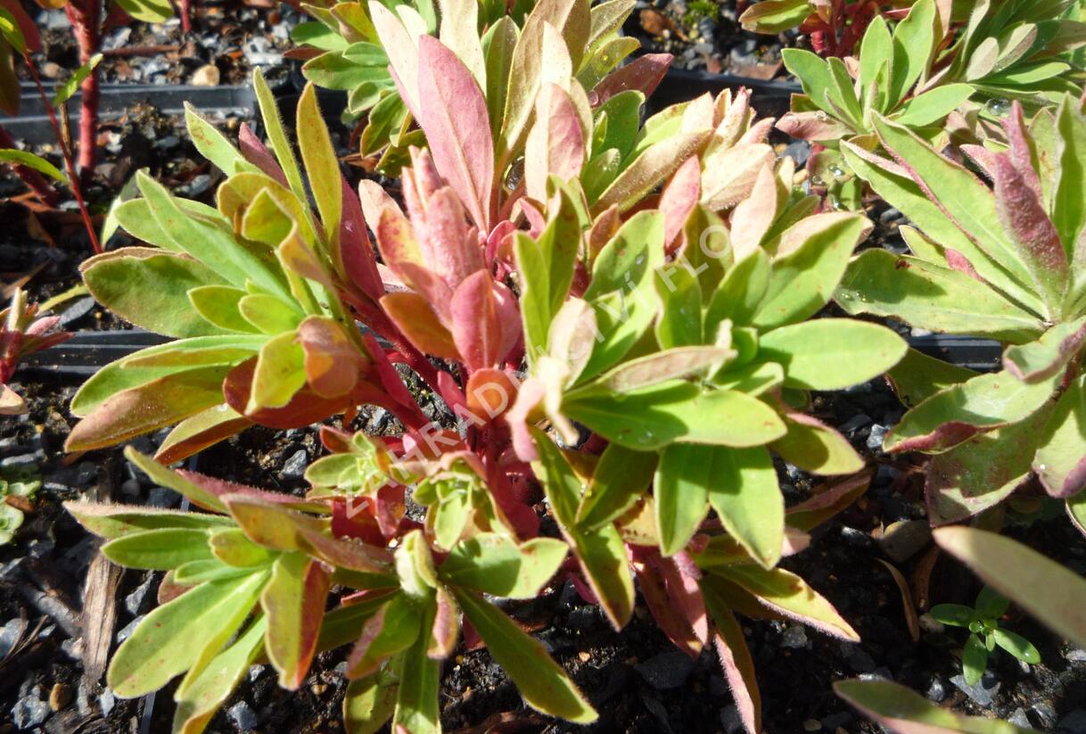 Pryšec - Euphorbia martinii