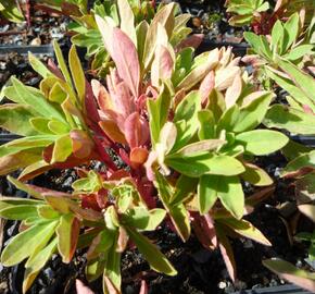Pryšec - Euphorbia martinii