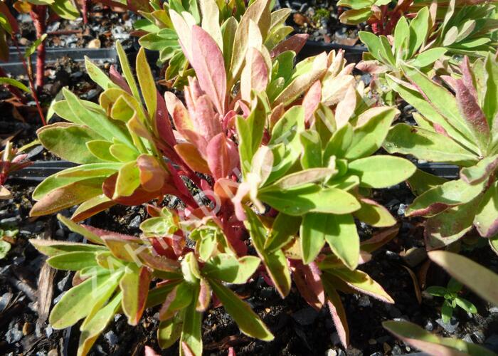 Pryšec - Euphorbia martinii