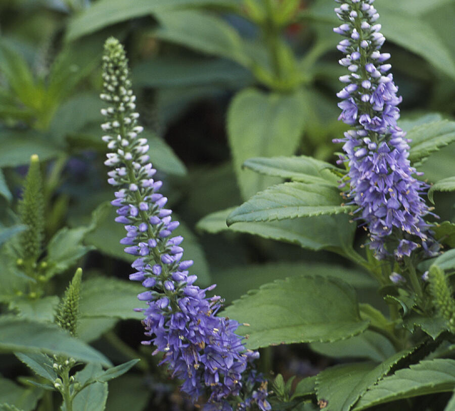 Rozrazil klasnatý 'Blue Bouquet' - Veronica spicata 'Blue Bouquet'