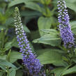 Rozrazil klasnatý 'Blue Bouquet' - Veronica spicata 'Blue Bouquet'