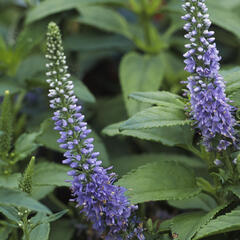 Rozrazil klasnatý 'Blue Bouquet' - Veronica spicata 'Blue Bouquet'