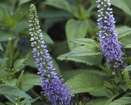 Rozrazil klasnatý 'Blue Bouquet'