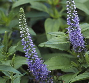 Rozrazil klasnatý 'Blue Bouquet' - Veronica spicata 'Blue Bouquet'