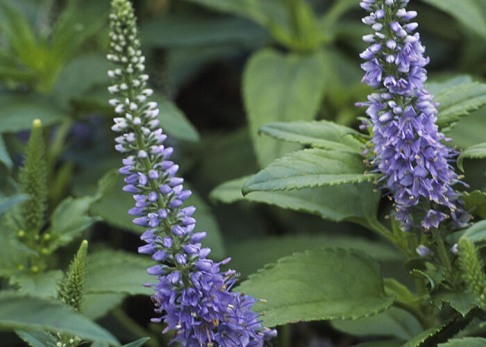Rozrazil klasnatý 'Blue Bouquet' - Veronica spicata 'Blue Bouquet'