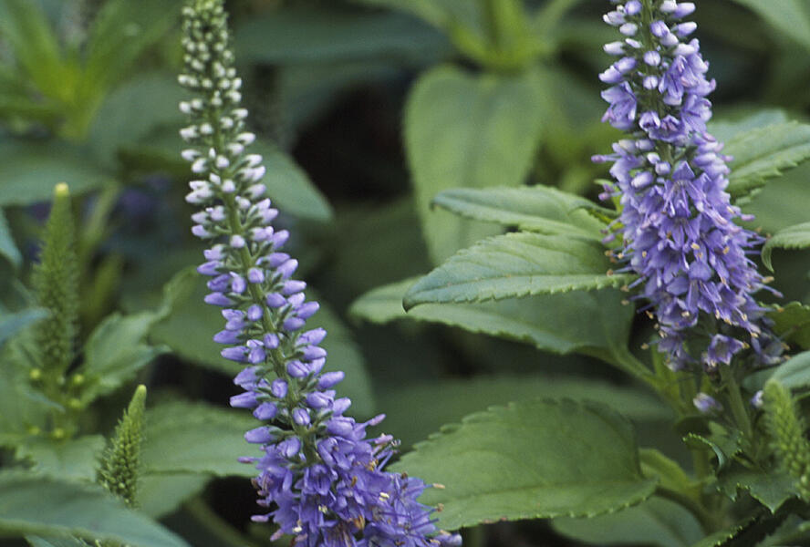 Rozrazil klasnatý 'Blue Bouquet' - Veronica spicata 'Blue Bouquet'