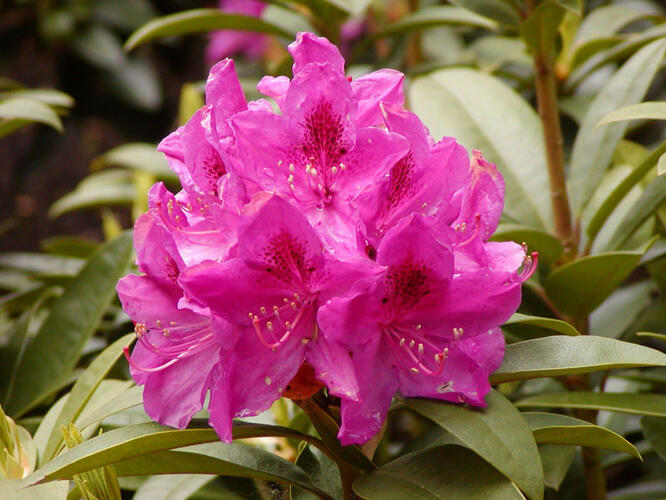 Pěnišník 'Anah Kruschke' - Rhododendron (T) 'Anah Kruschke'