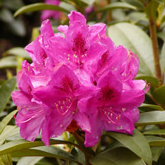 Pěnišník 'Anah Kruschke' - Rhododendron (T) 'Anah Kruschke'