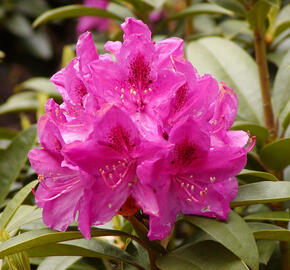 Pěnišník 'Anah Kruschke' - Rhododendron (T) 'Anah Kruschke'