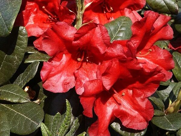 Pěnišník 'Bengal' - Rhododendron (R) 'Bengal'