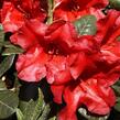 Pěnišník 'Bengal' - Rhododendron (R) 'Bengal'