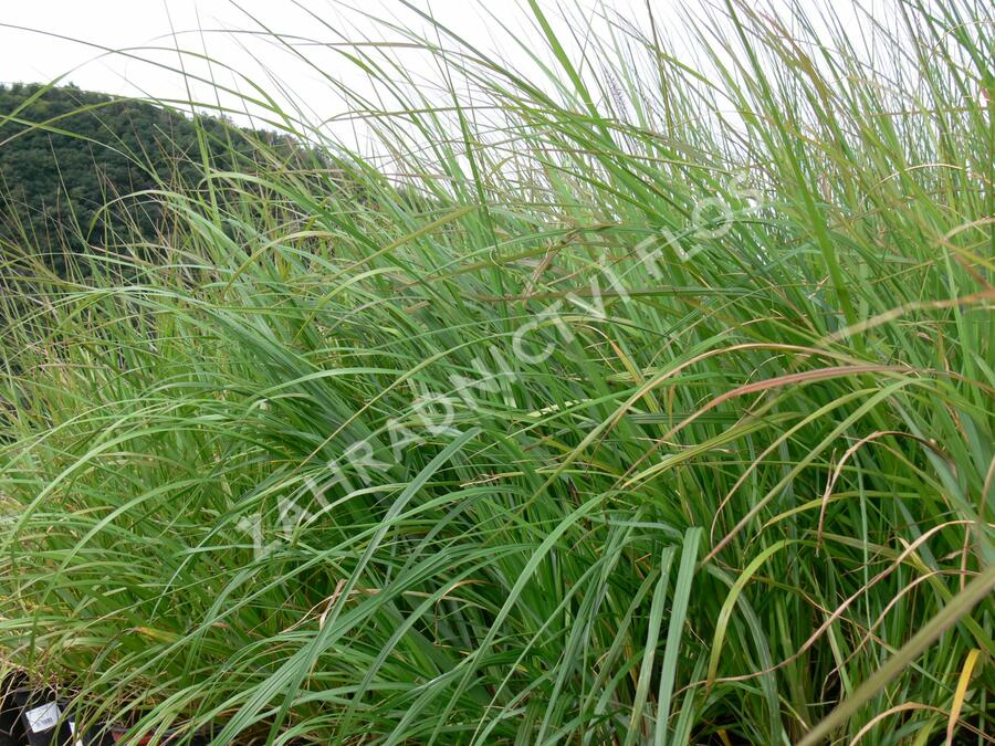 Dochan psárkovitý 'Moudry' - Pennisetum alopecuroides 'Moudry'