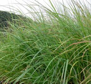 Dochan psárkovitý 'Moudry' - Pennisetum alopecuroides 'Moudry'