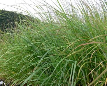 Dochan psárkovitý 'Moudry'