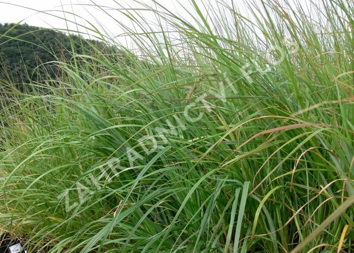 Dochan psárkovitý 'Moudry' - Pennisetum alopecuroides 'Moudry'