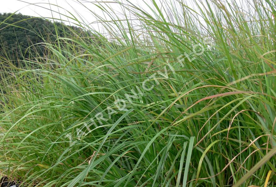 Dochan psárkovitý 'Moudry' - Pennisetum alopecuroides 'Moudry'