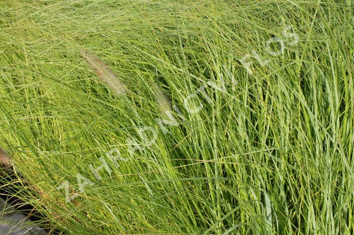 Dochan psárkovitý 'Magic' - Pennisetum alopecuroides 'Magic'