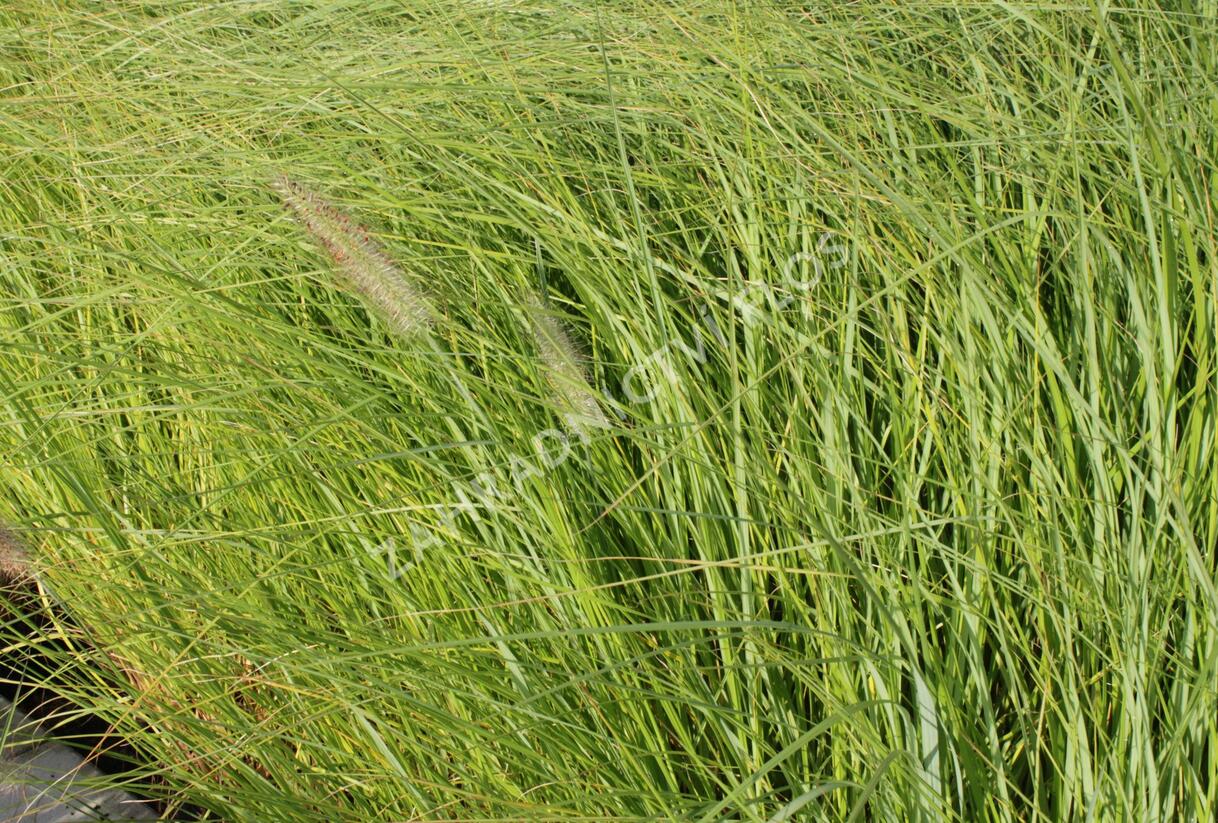 Dochan psárkovitý 'Magic' - Pennisetum alopecuroides 'Magic'