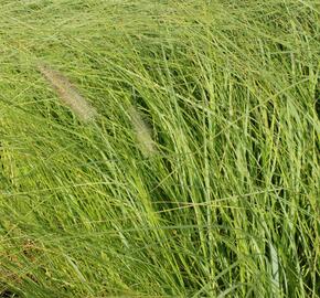 Dochan psárkovitý 'Magic' - Pennisetum alopecuroides 'Magic'