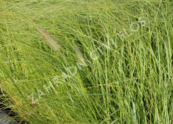 Dochan psárkovitý 'Magic' - Pennisetum alopecuroides 'Magic'
