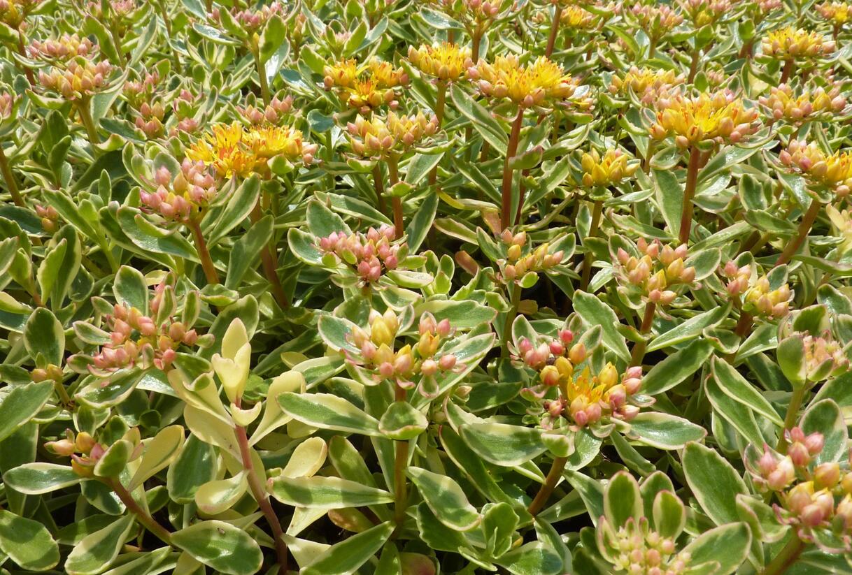 Rozchodník kamčatský 'Variegata' - Sedum kamtschaticum 'Variegata'