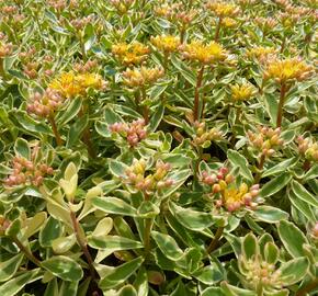 Rozchodník kamčatský 'Variegata' - Sedum kamtschaticum 'Variegata'