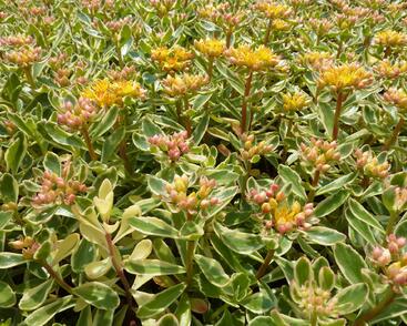 Rozchodník kamčatský 'Variegata'