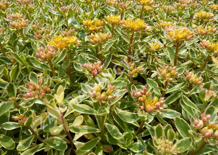 Rozchodník kamčatský 'Variegata' - Sedum kamtschaticum 'Variegata'