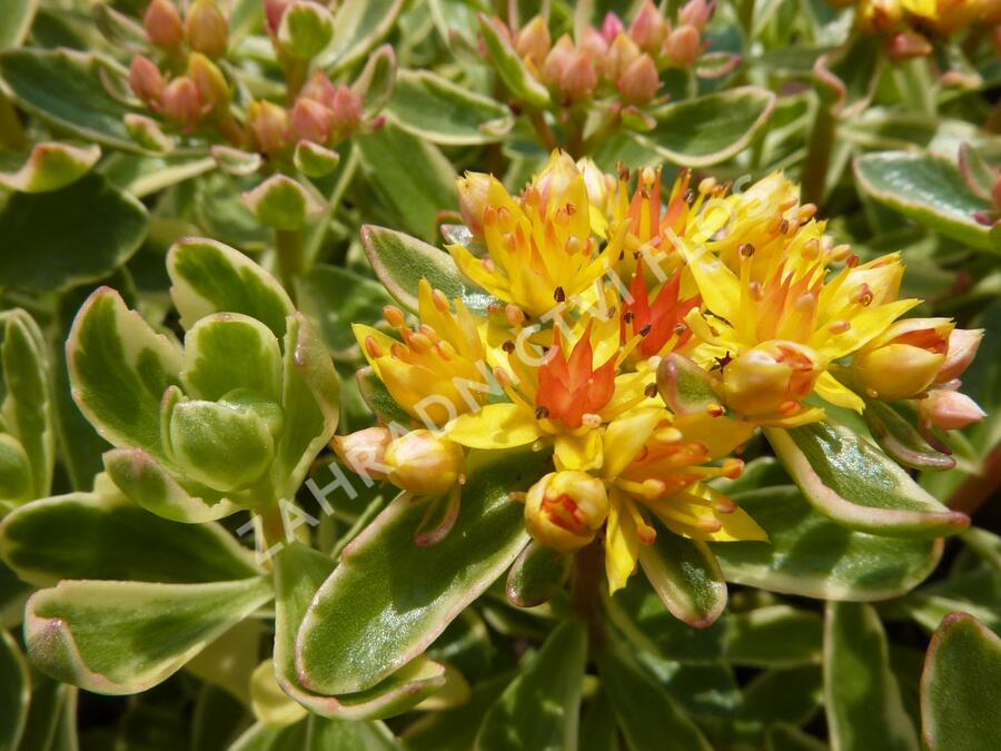 Rozchodník kamčatský 'Variegata' - Sedum kamtschaticum 'Variegata'