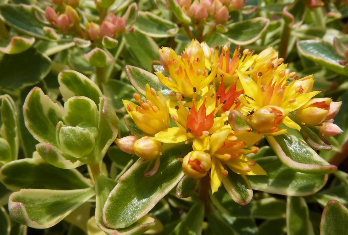 Rozchodník kamčatský 'Variegata' - Sedum kamtschaticum 'Variegata'