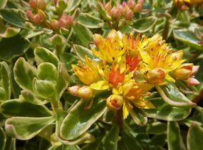 Rozchodník kamčatský 'Variegata' - Sedum kamtschaticum 'Variegata'