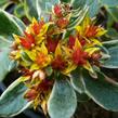 Rozchodník kamčatský 'Variegata' - Sedum kamtschaticum 'Variegata'